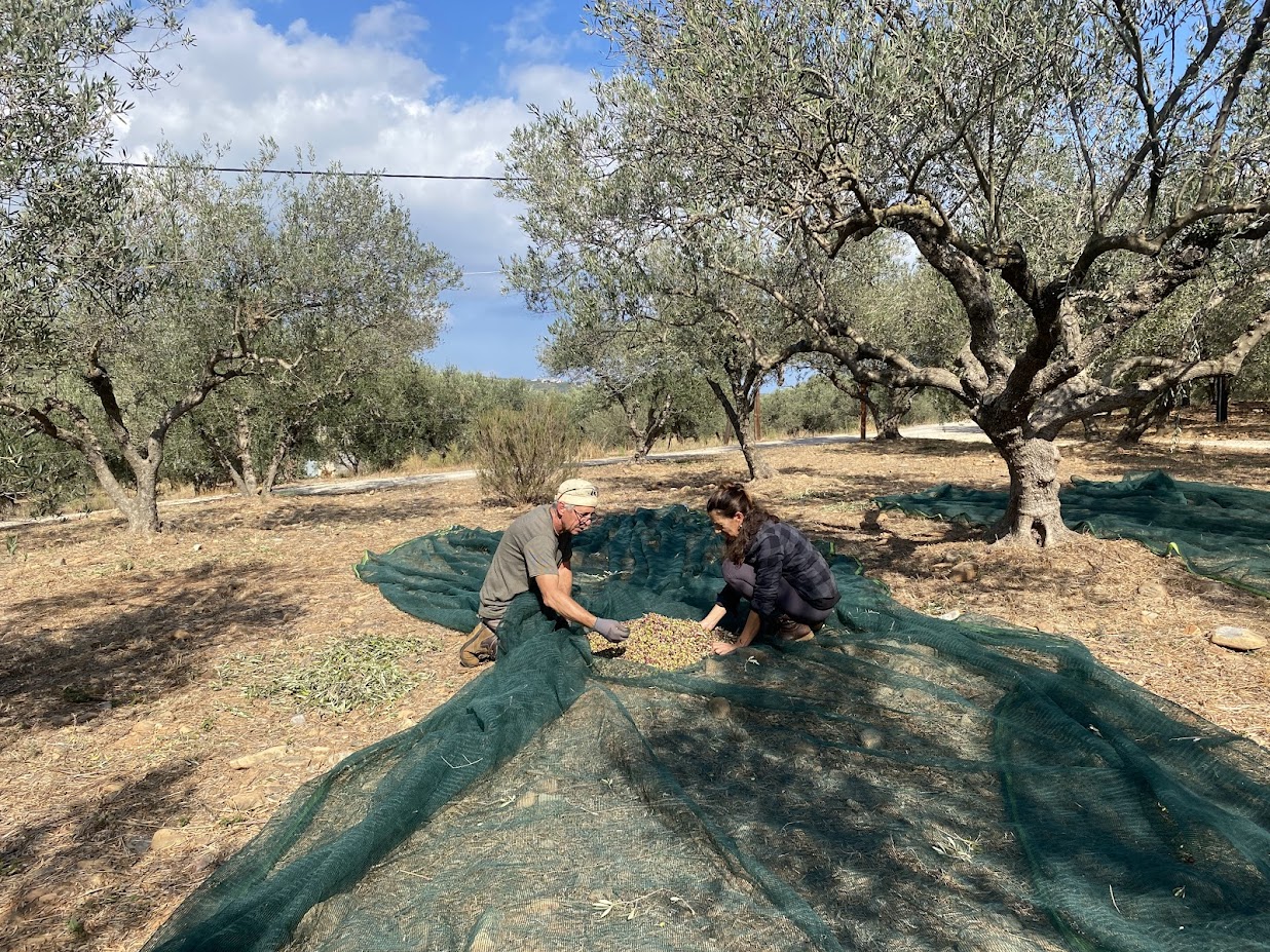 Olive sorting
